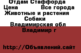 Отдам Стаффорда › Цена ­ 2 000 - Все города Животные и растения » Собаки   . Владимирская обл.,Владимир г.